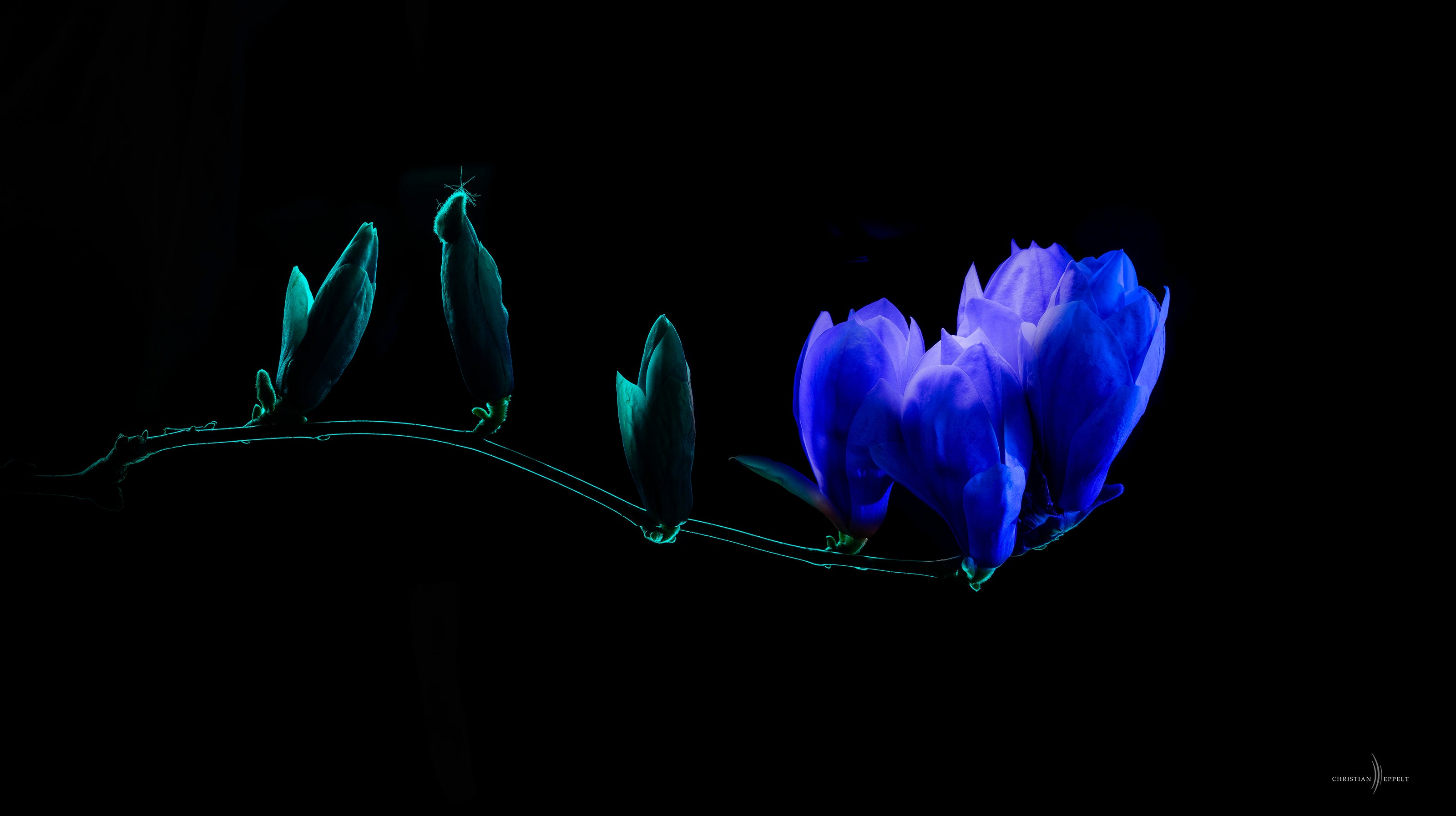 Florale Grazie: Magnolie im Mondlicht