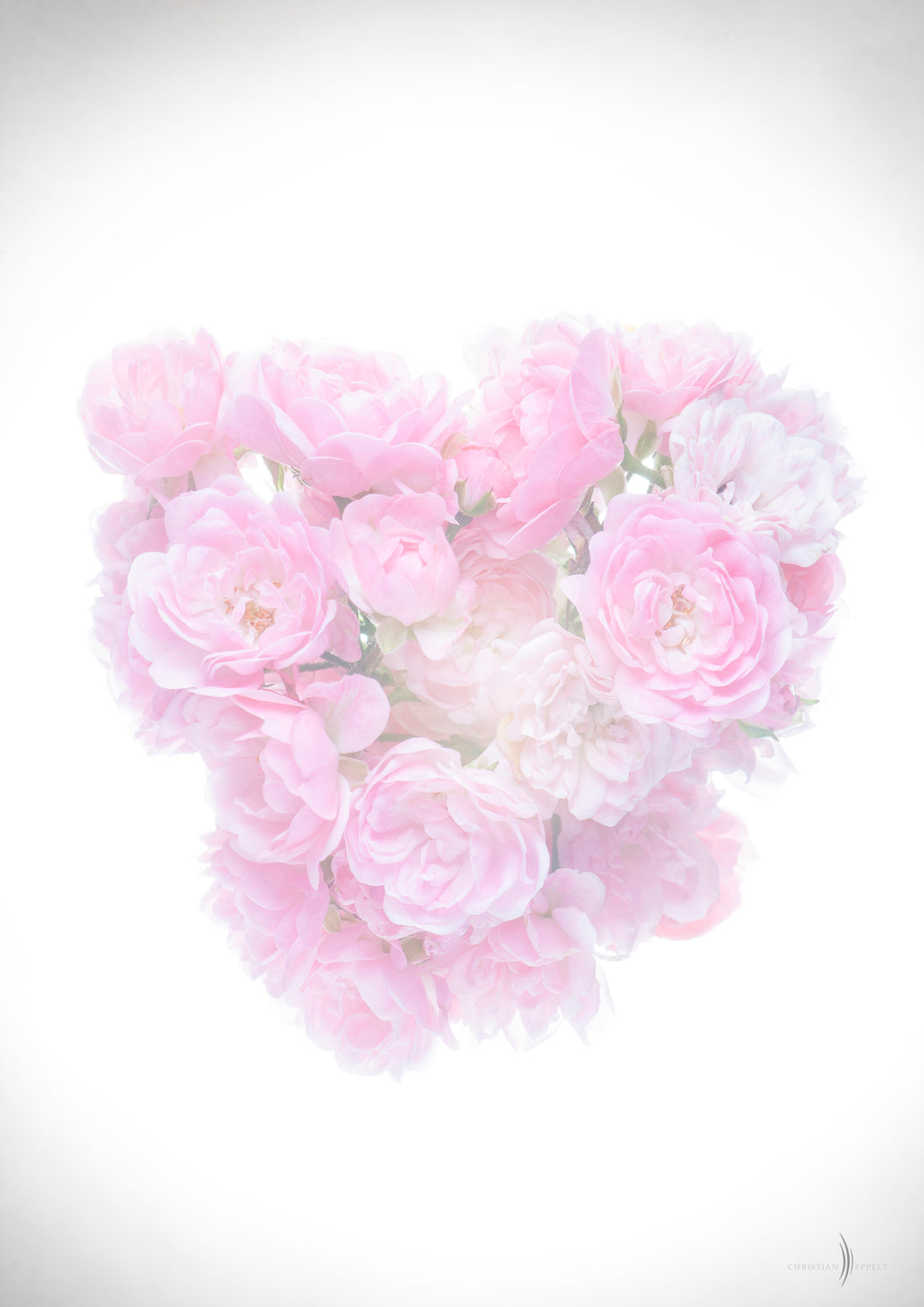 Sweet an Soft Strauchrosen