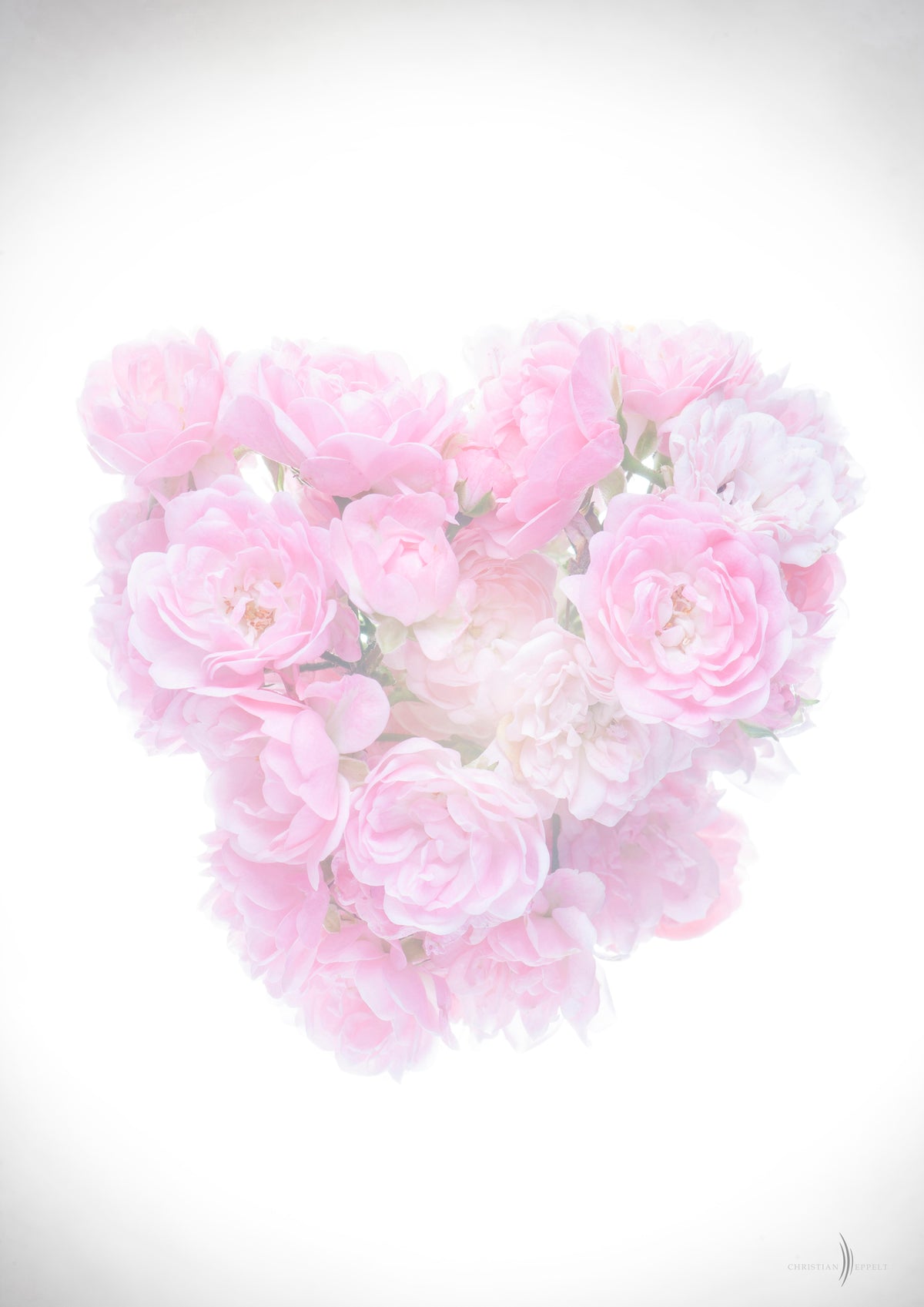 Sweet an Soft Strauchrosen