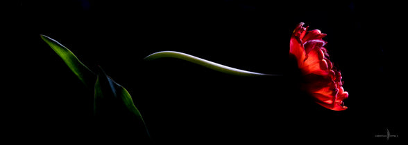 Florale Grazie: La Tulipe
